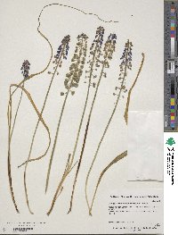 Muscari armeniacum image