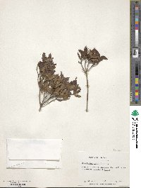 Rhododendron rubropilosum image