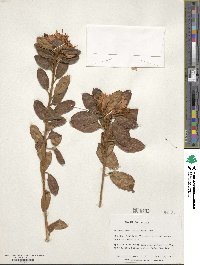 Rhododendron rubropilosum image