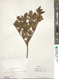 Rhododendron rubropilosum image