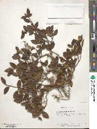 Rhododendron rubropilosum image