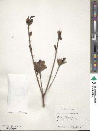 Rhododendron rubropilosum image