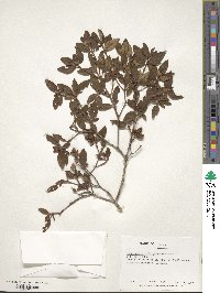 Rhododendron rubropilosum image