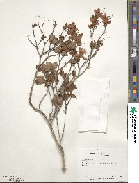 Rhododendron reticulatum image