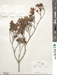 Rhododendron reticulatum image