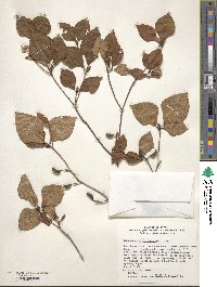 Rhododendron reticulatum image