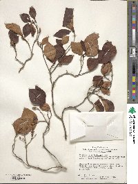 Rhododendron reticulatum image