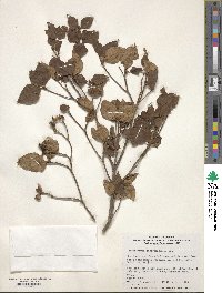 Rhododendron reticulatum image