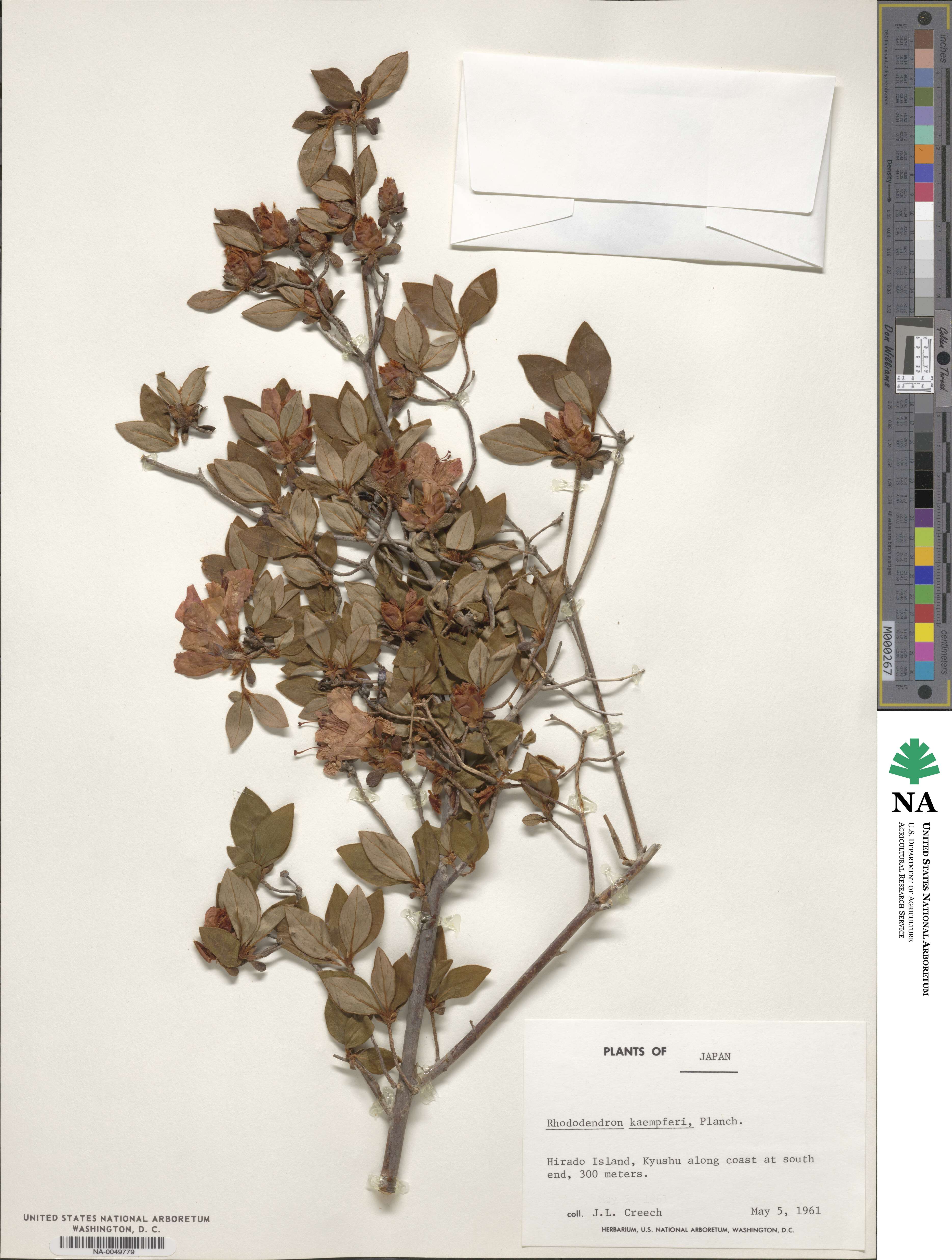Rhododendron kaempferi image