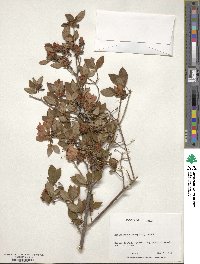 Rhododendron kaempferi image