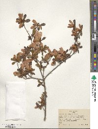 Rhododendron kaempferi image