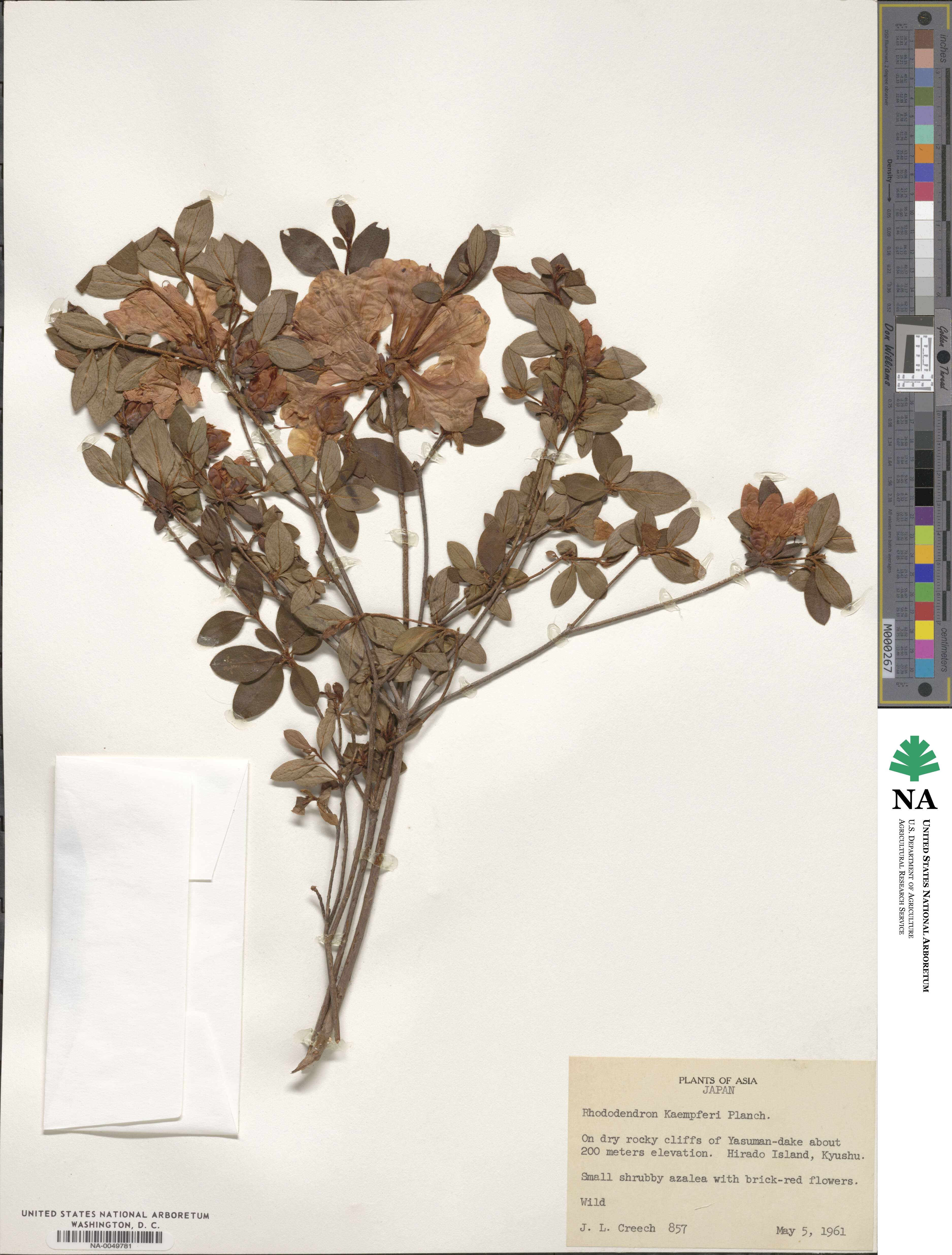 Rhododendron kaempferi image