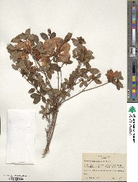 Rhododendron kaempferi image