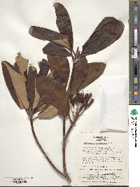 Rhododendron brachycarpum image