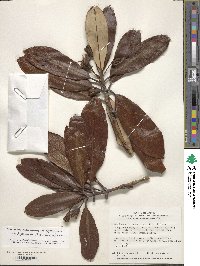 Rhododendron japonoheptamerum image