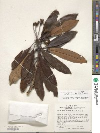 Rhododendron japonoheptamerum image