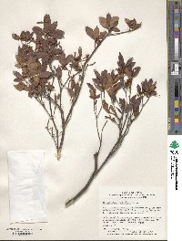 Rhododendron tschonoskii image