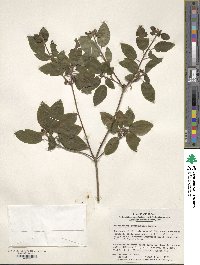 Rhododendron semibarbatum image