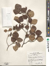 Rhododendron weyrichii image