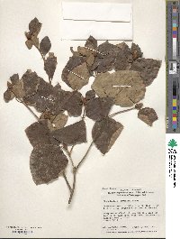 Rhododendron weyrichii image