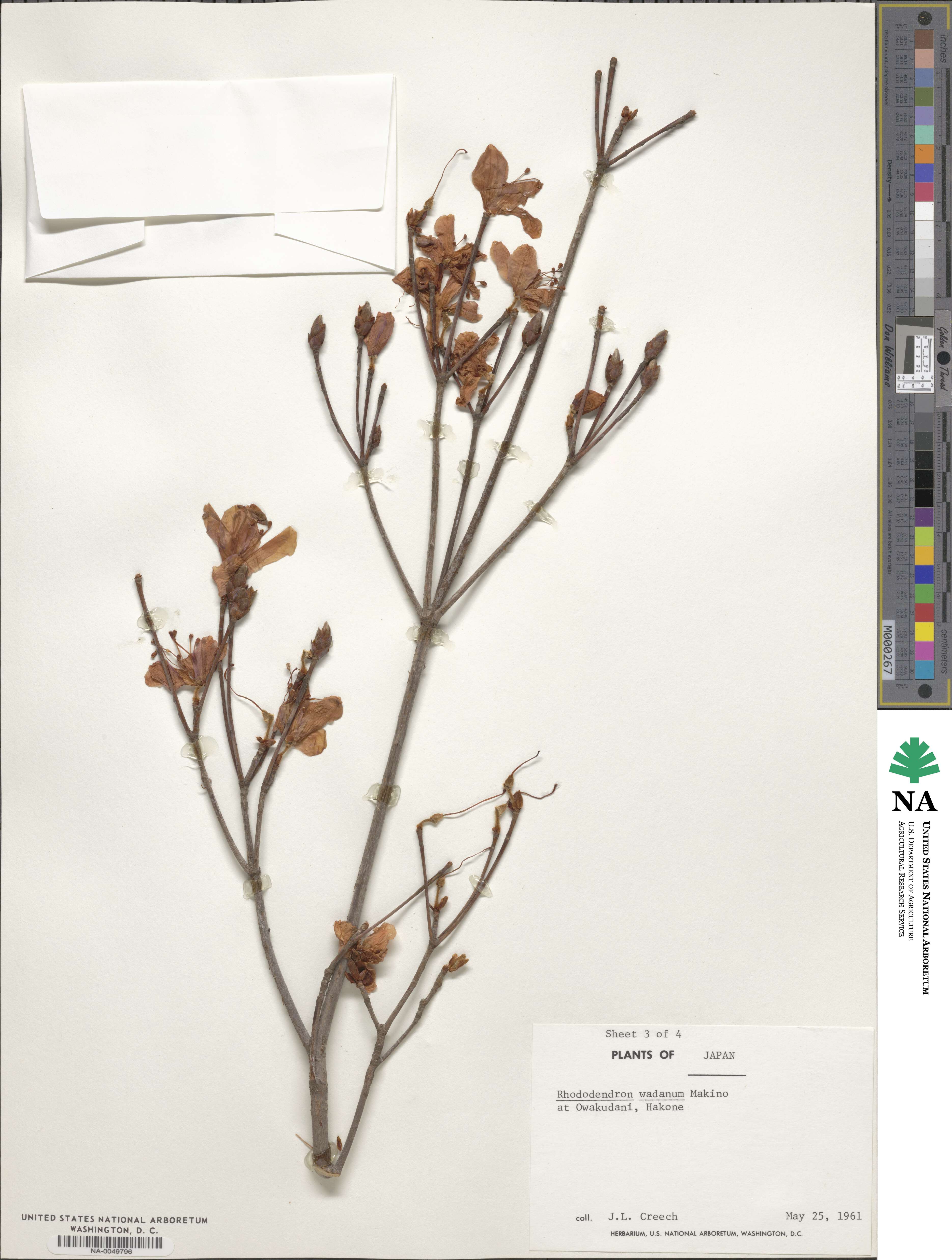 Rhododendron wadanum image