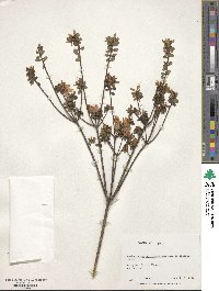 Rhododendron serpyllifolium image