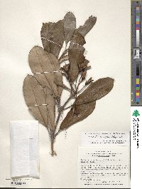 Rhododendron japonoheptamerum image