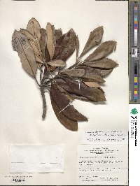 Rhododendron japonoheptamerum image