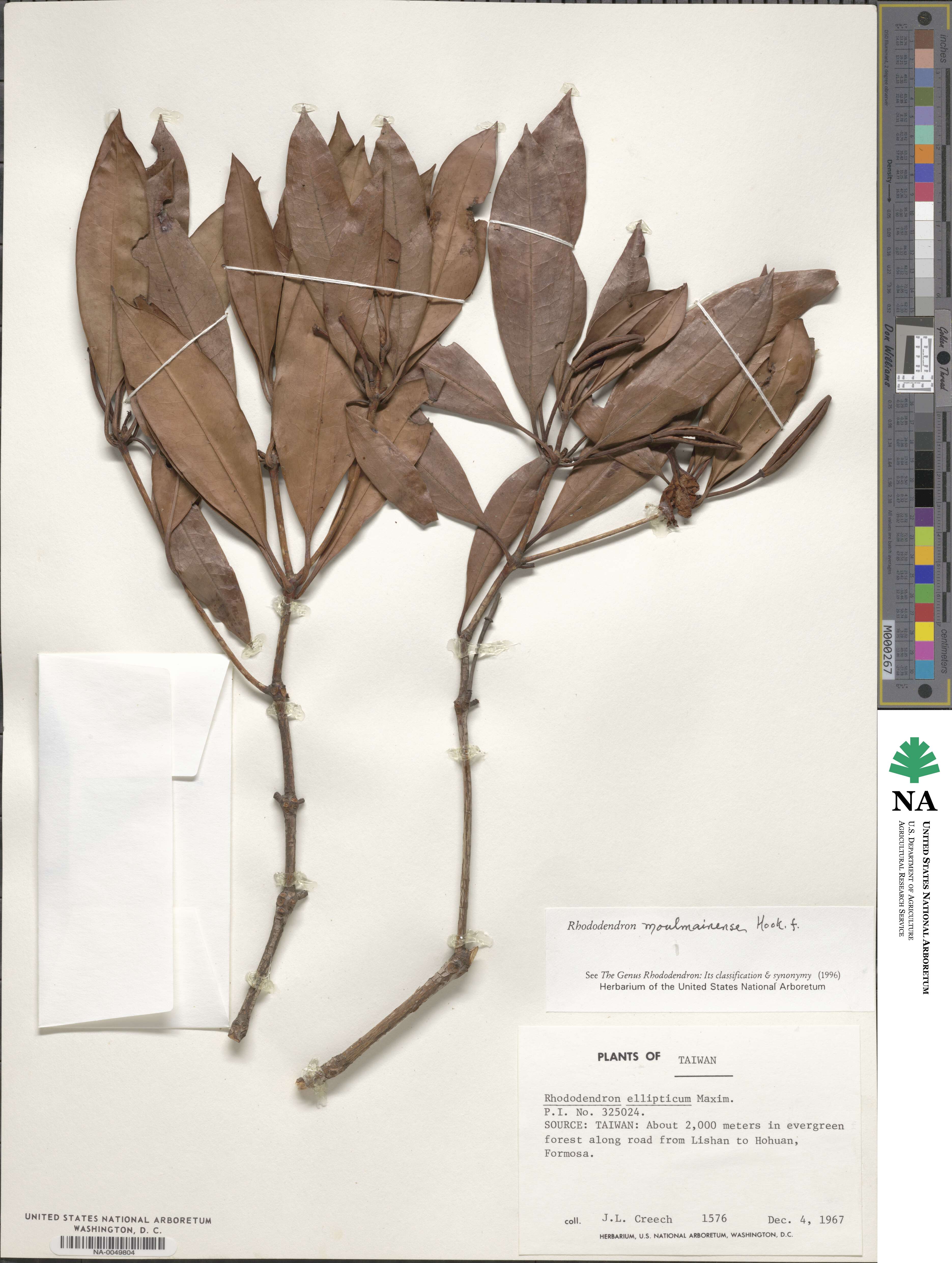 Rhododendron moulmainense image