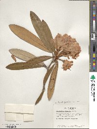 Rhododendron degronianum image