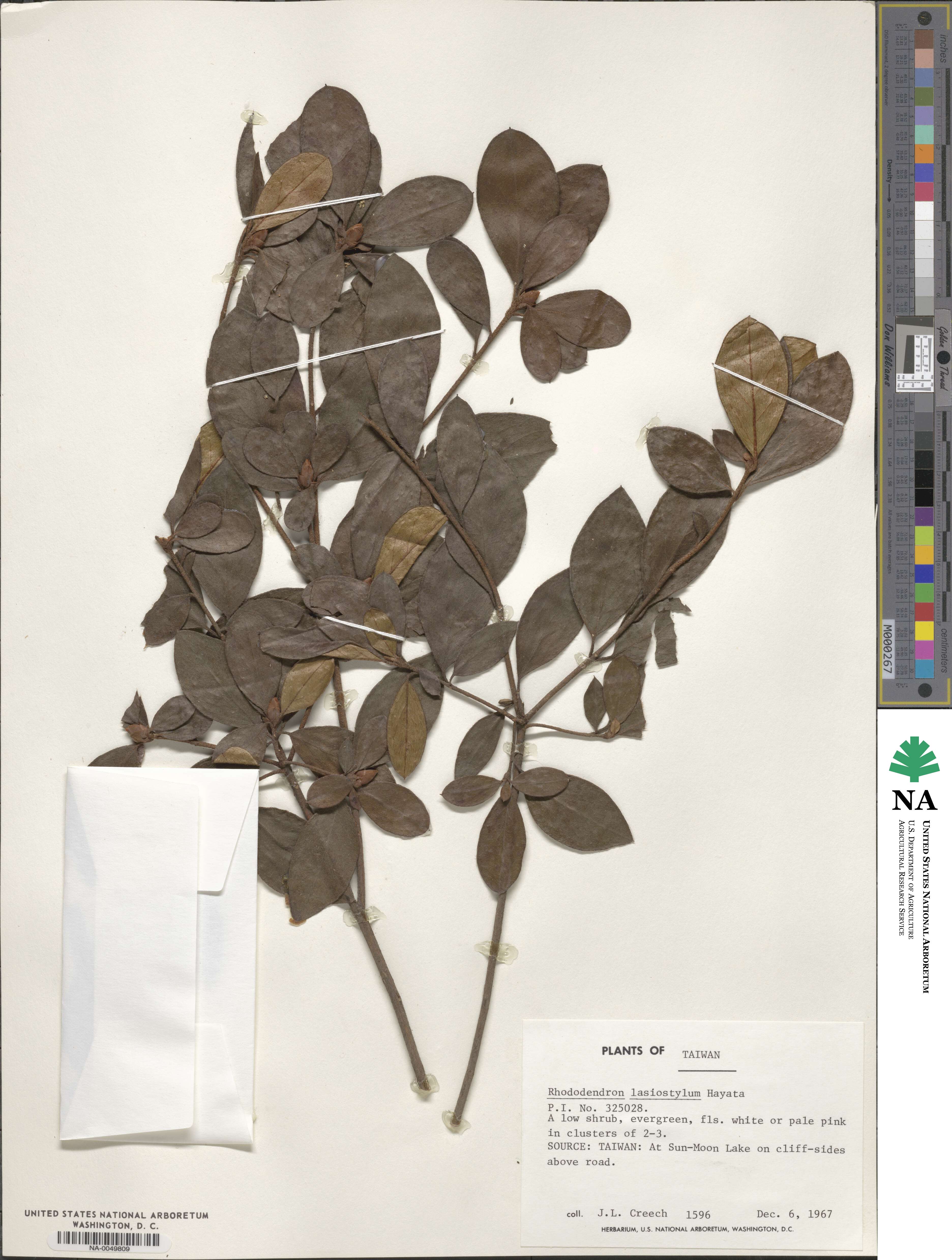 Rhododendron lasiostylum image