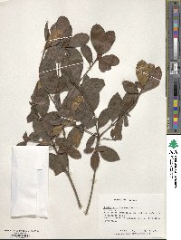 Rhododendron lasiostylum image