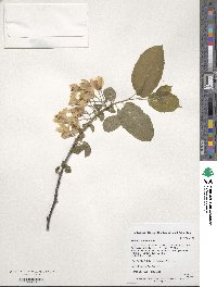 Image of Halesia diptera