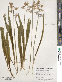 Image of Hyacinthoides hispanica