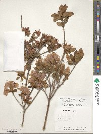 Rhododendron ponticum subsp. ponticum image