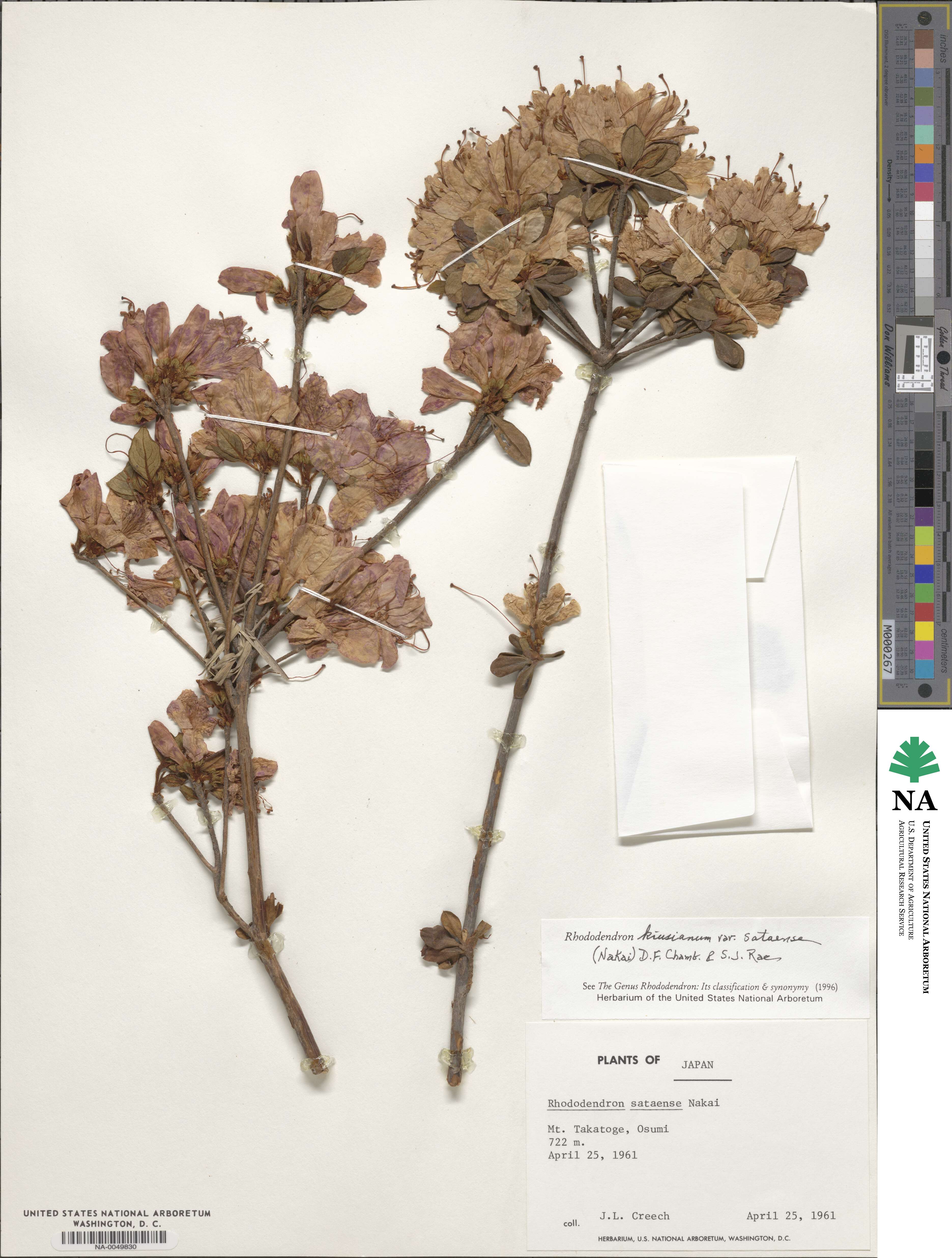 Rhododendron ponticum subsp. ponticum image