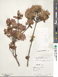 Rhododendron ponticum subsp. ponticum image