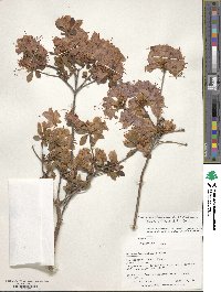 Rhododendron ponticum subsp. ponticum image