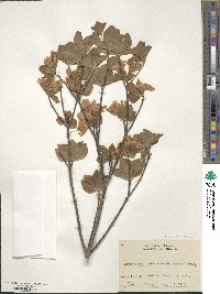 Rhododendron quinquefolium image