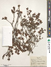 Rhododendron serpyllifolium image