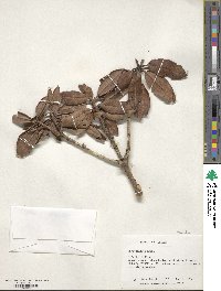 Rhododendron morii image