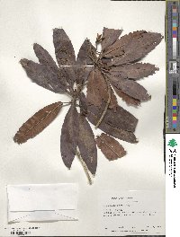 Rhododendron morii image