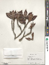 Rhododendron morii image