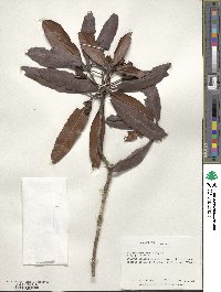 Rhododendron morii image