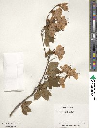 Rhododendron kaempferi image