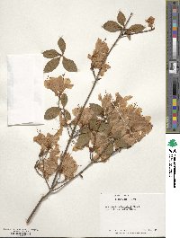 Rhododendron kaempferi image