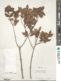 Rhododendron kaempferi image