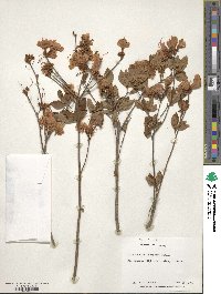 Rhododendron kaempferi image