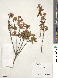 Rhododendron kaempferi image