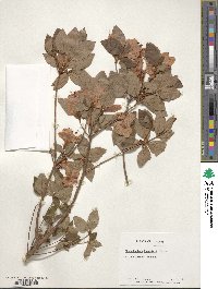 Rhododendron kaempferi image